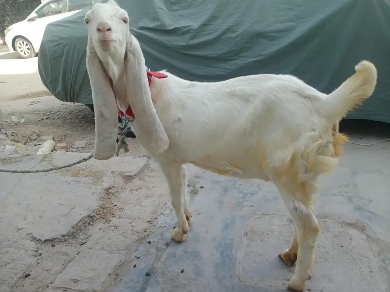 gulabi bakri — photo 3
