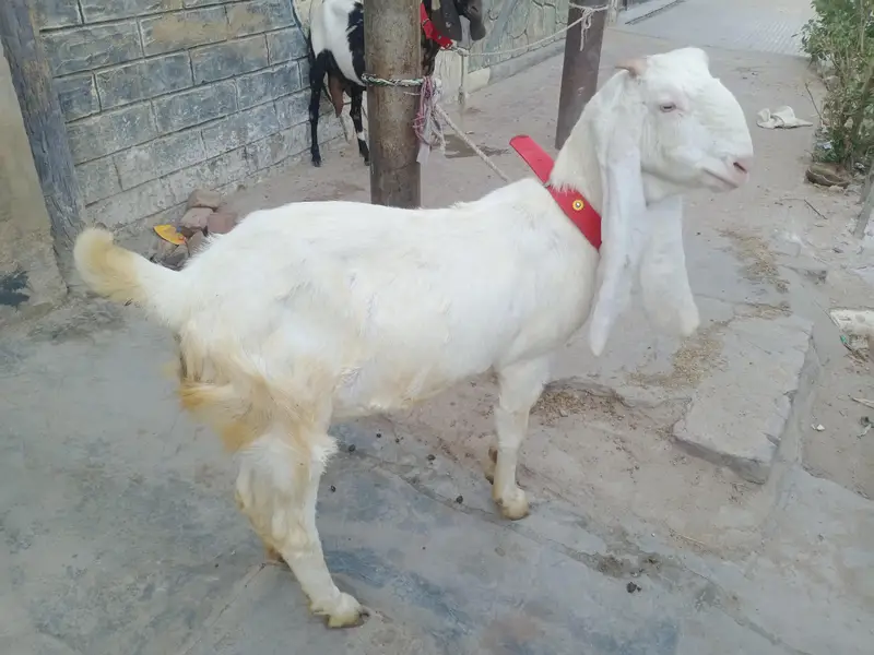 gulabi bakri — photo 4