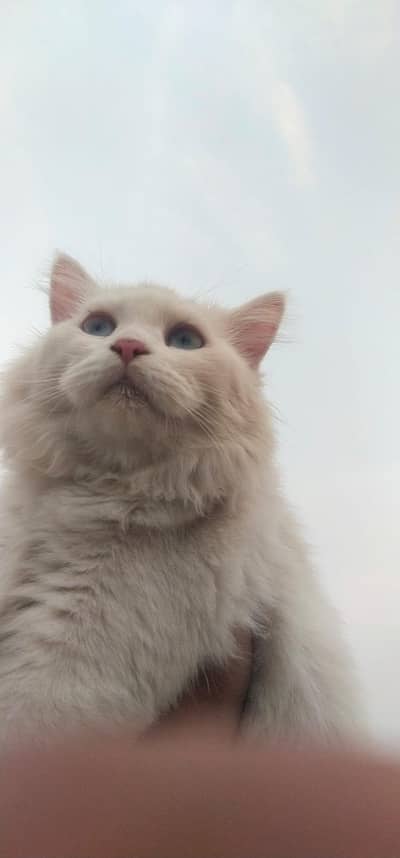 male  or female triple cot cats blue eyes