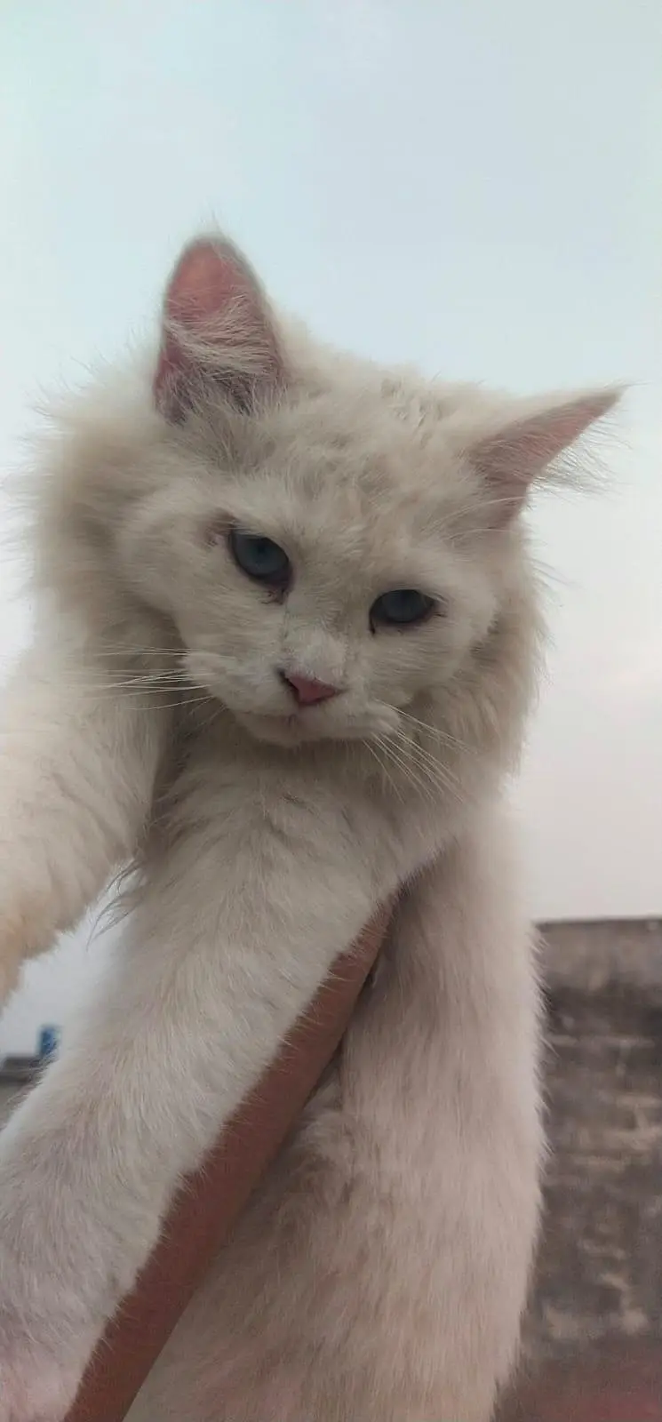 male  or female triple cot cats blue eyes — photo 2