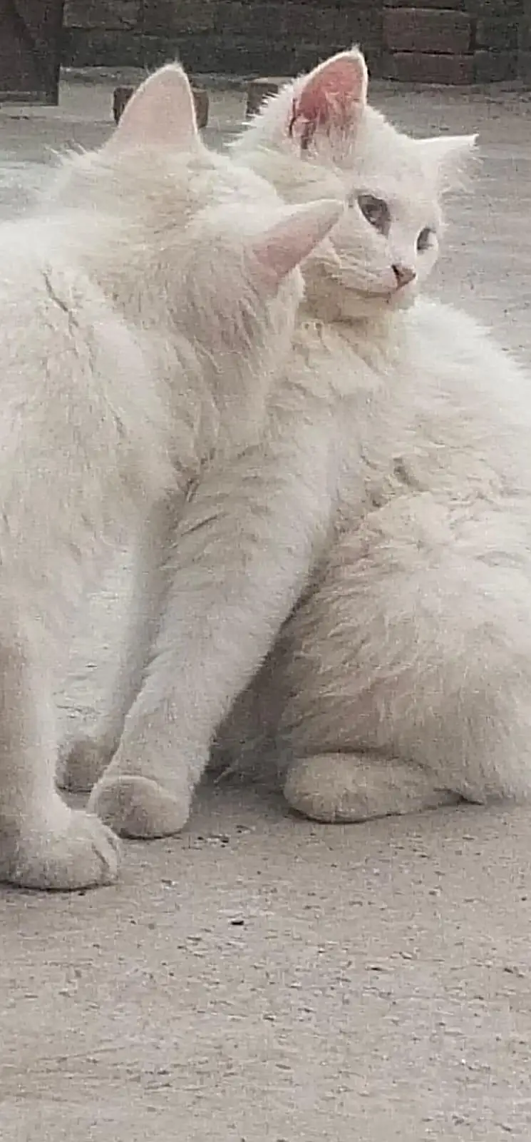 male  or female triple cot cats blue eyes — photo 3