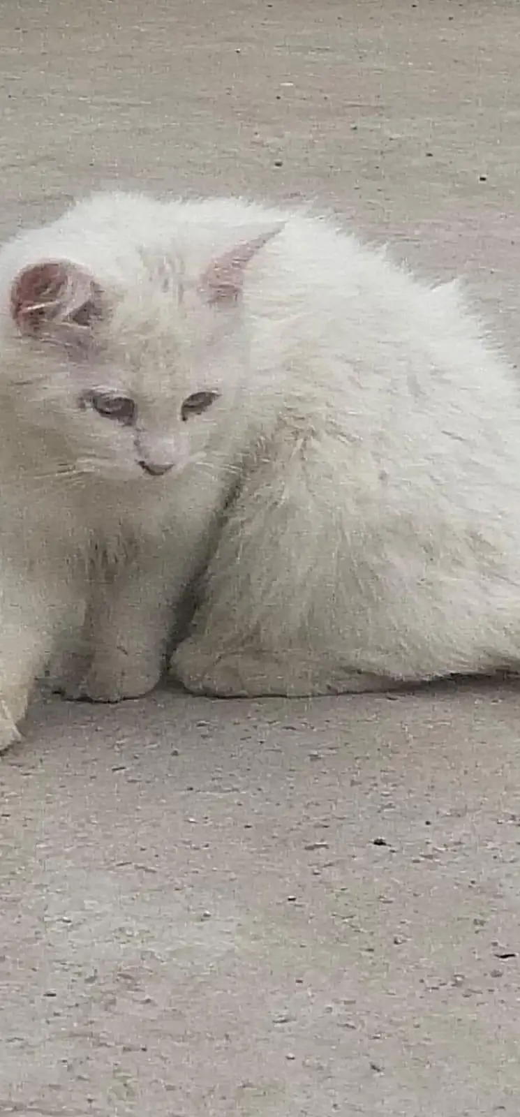 male  or female triple cot cats blue eyes — photo 4
