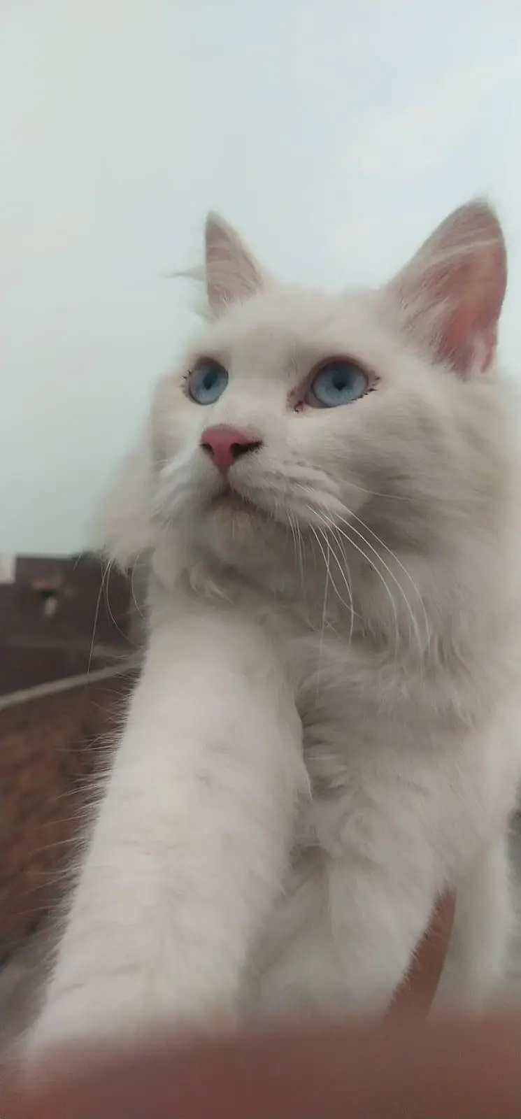male  or female triple cot cats blue eyes — photo 5