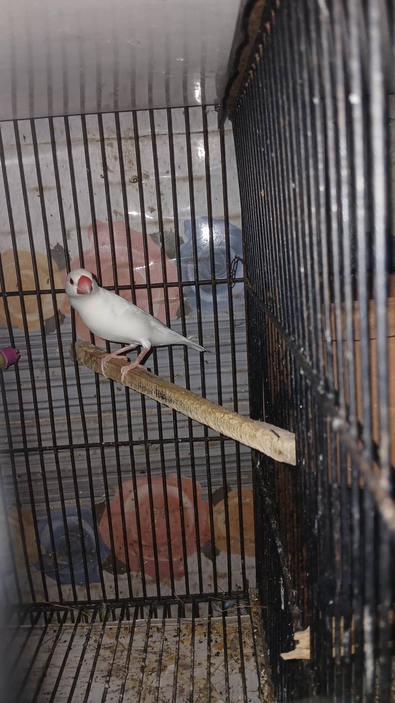 white java king size 0