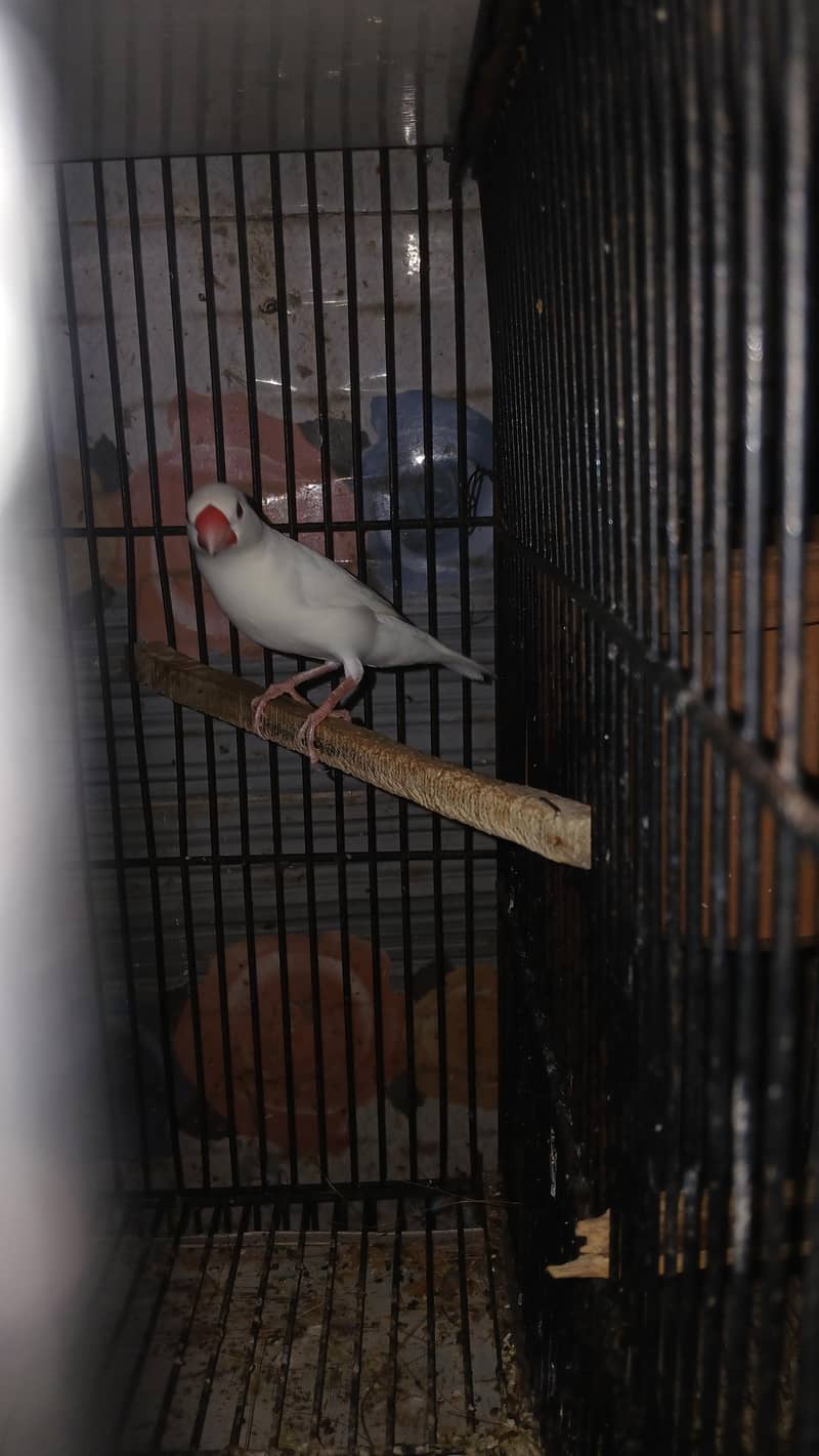 white java king size 1