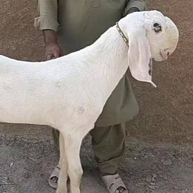 Gulabi Bakra For Sale
