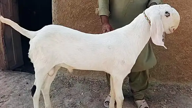 Gulabi Bakra For Sale — photo 2