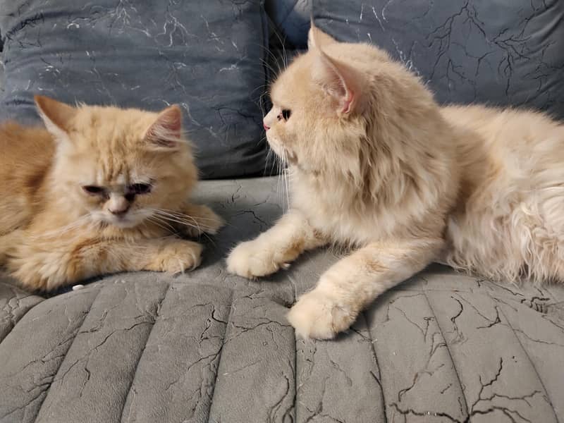 Persian Pair 0