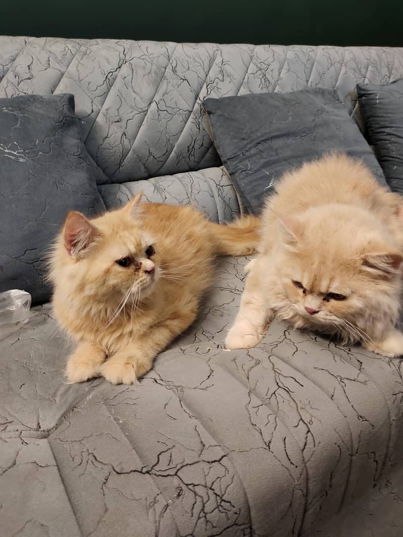 Persian Pair 1
