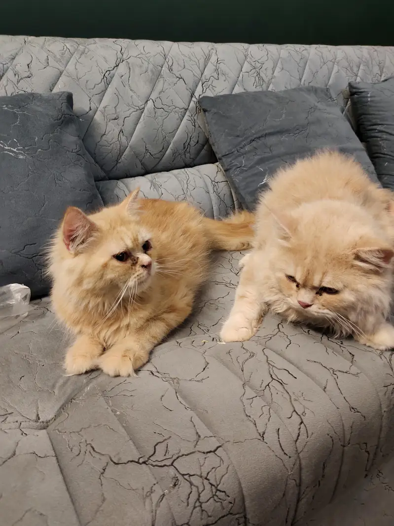 Persian Pair — photo 2