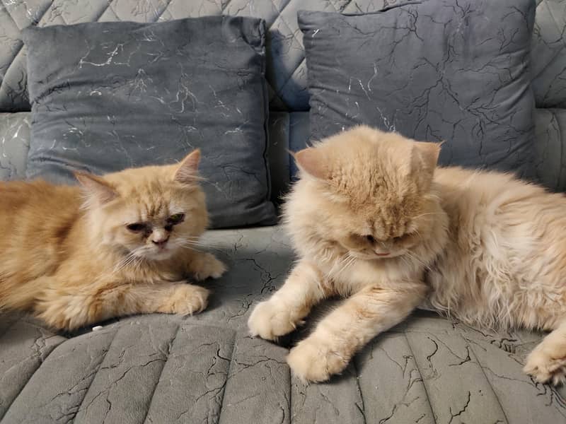 Persian Pair 2