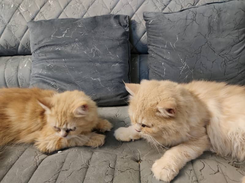 Persian Pair 3
