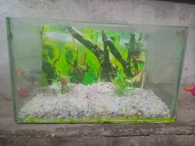 fish aqquriam