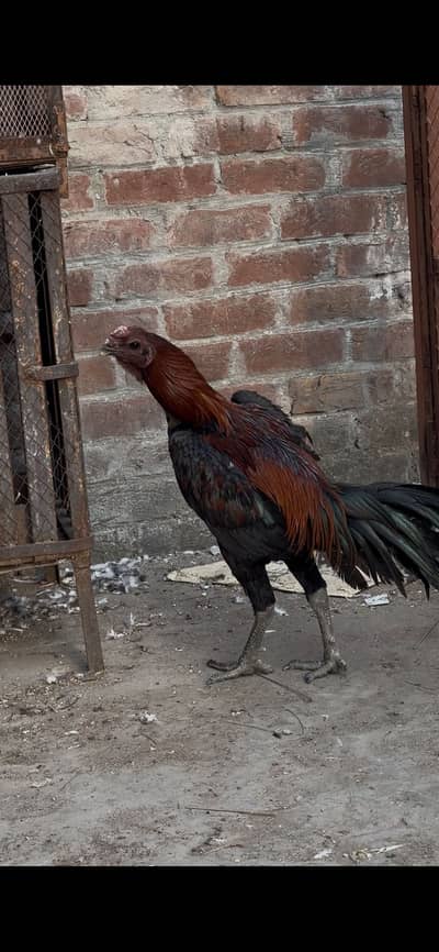 Premium Aseel Dragon Male with parrot face high quality