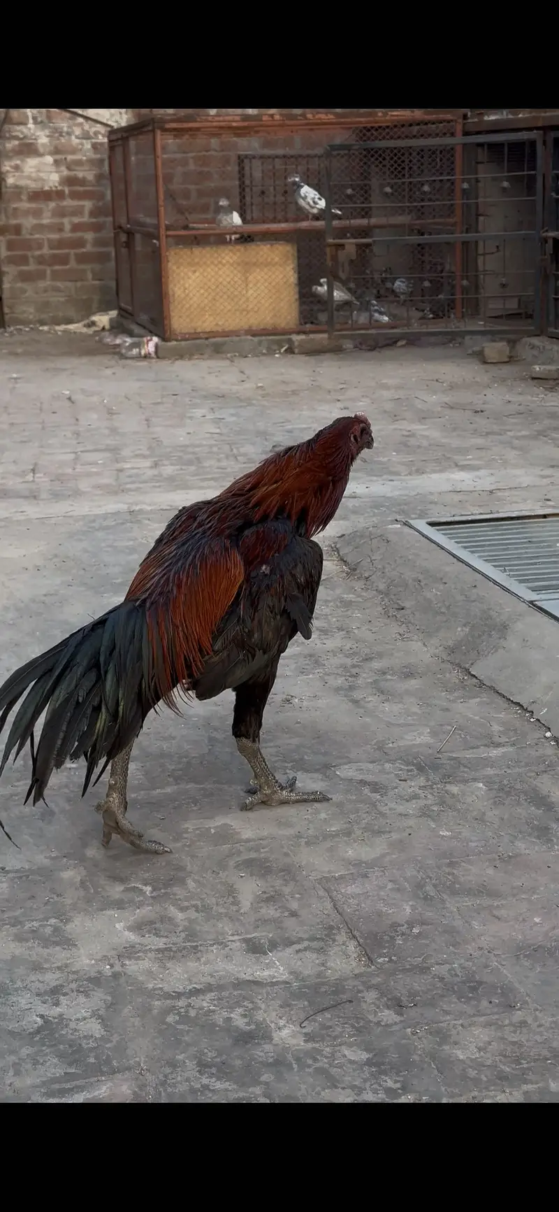 Premium Aseel Dragon Male with parrot face high quality — photo 2