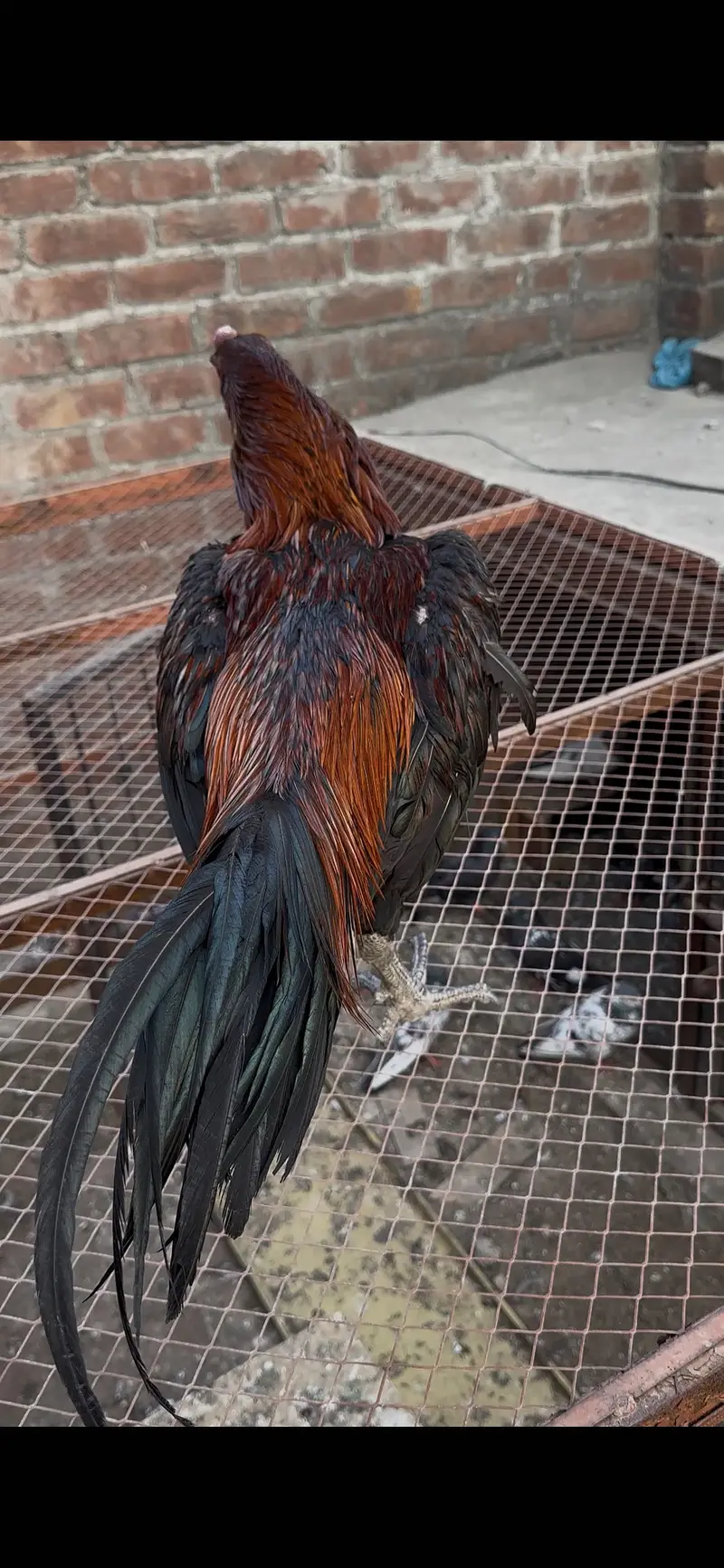 Premium Aseel Dragon Male with parrot face high quality — photo 3