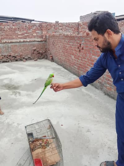 parrot for sale