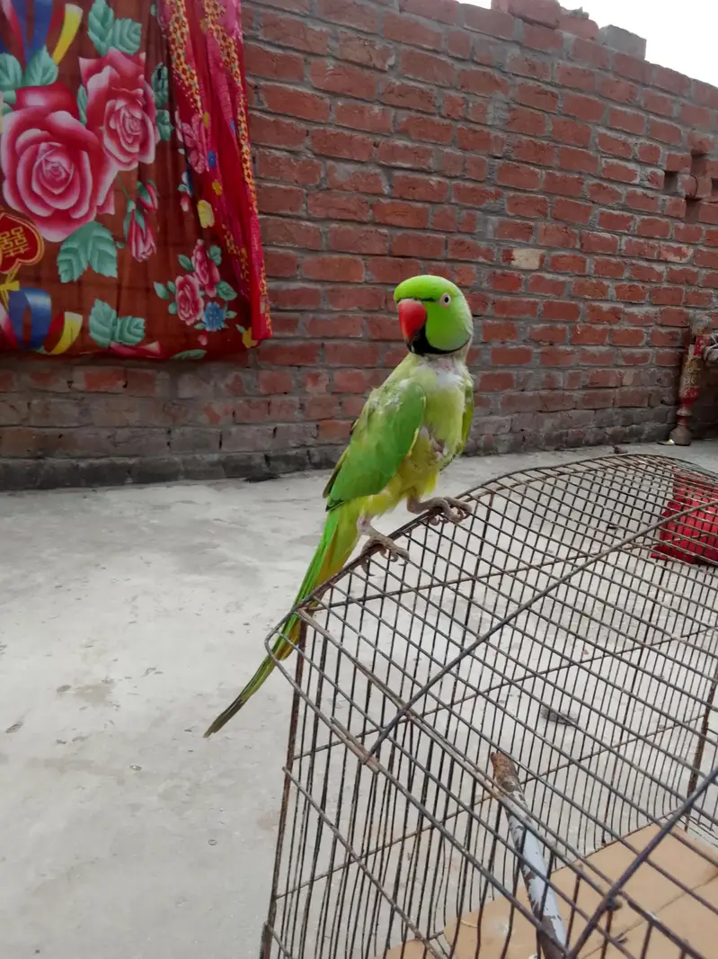 parrot for sale — photo 3