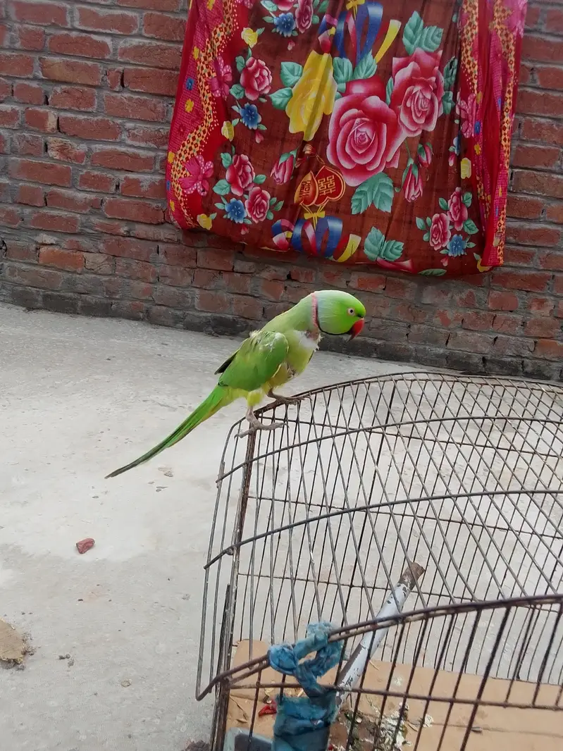 parrot for sale — photo 4