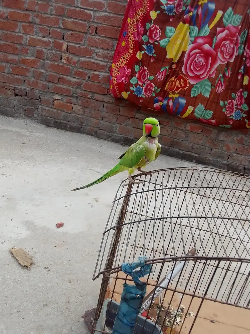 parrot for sale — photo 5