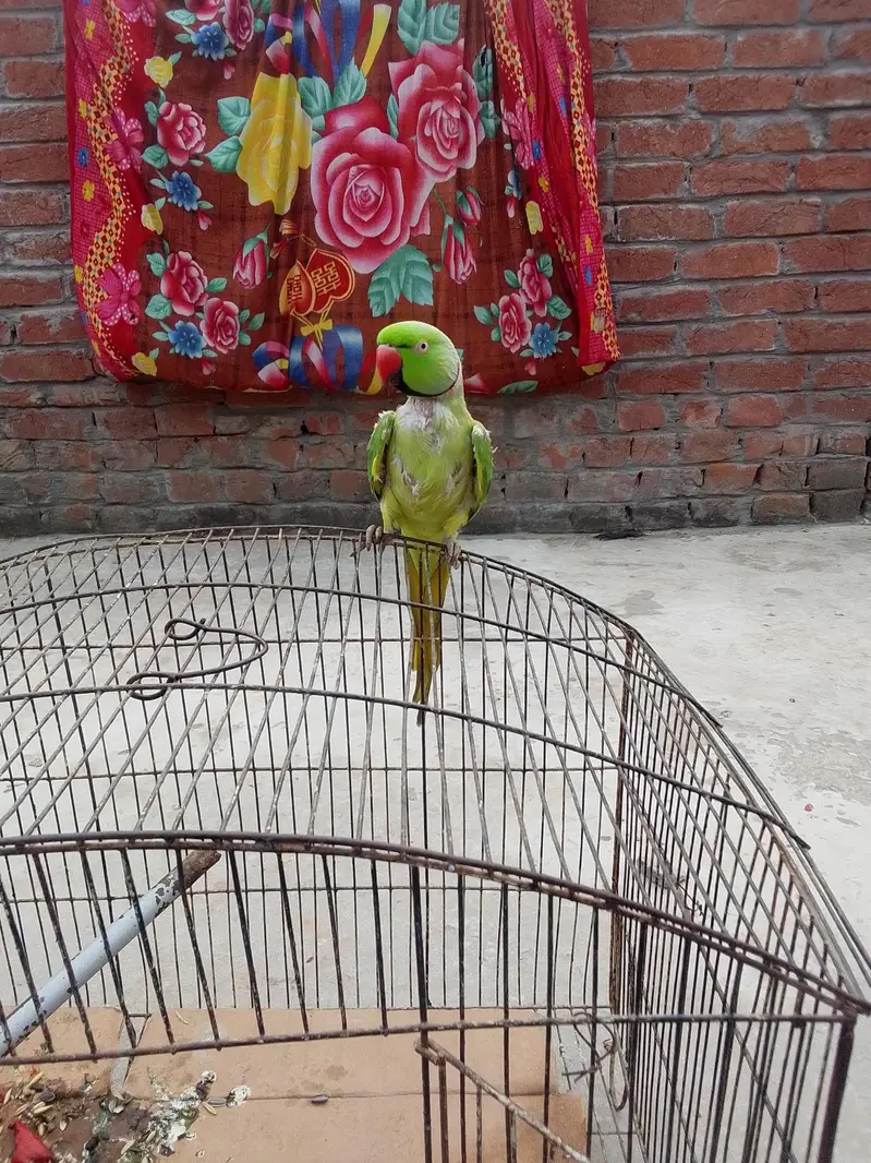 parrot for sale — photo 6