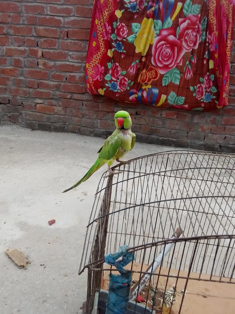parrot for sale — photo 7