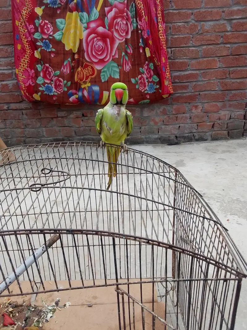 parrot for sale — photo 8