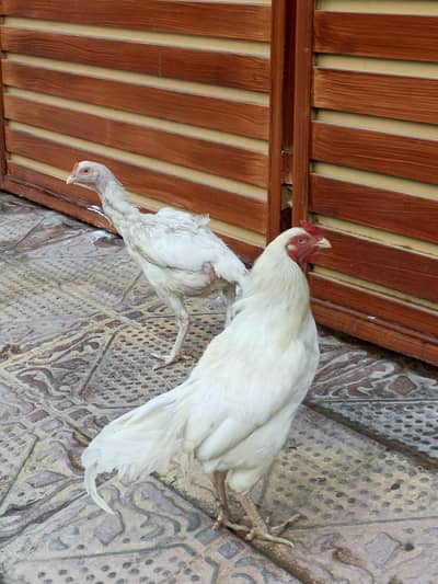 Heera pair for sale