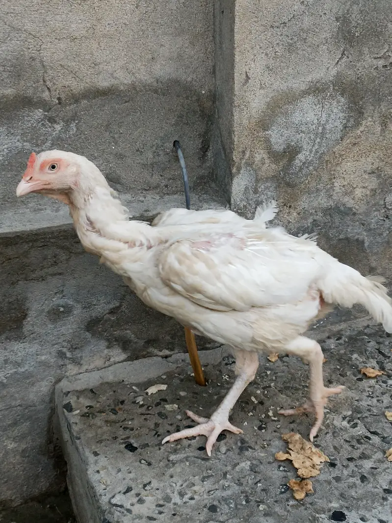 Heera pair for sale — photo 3