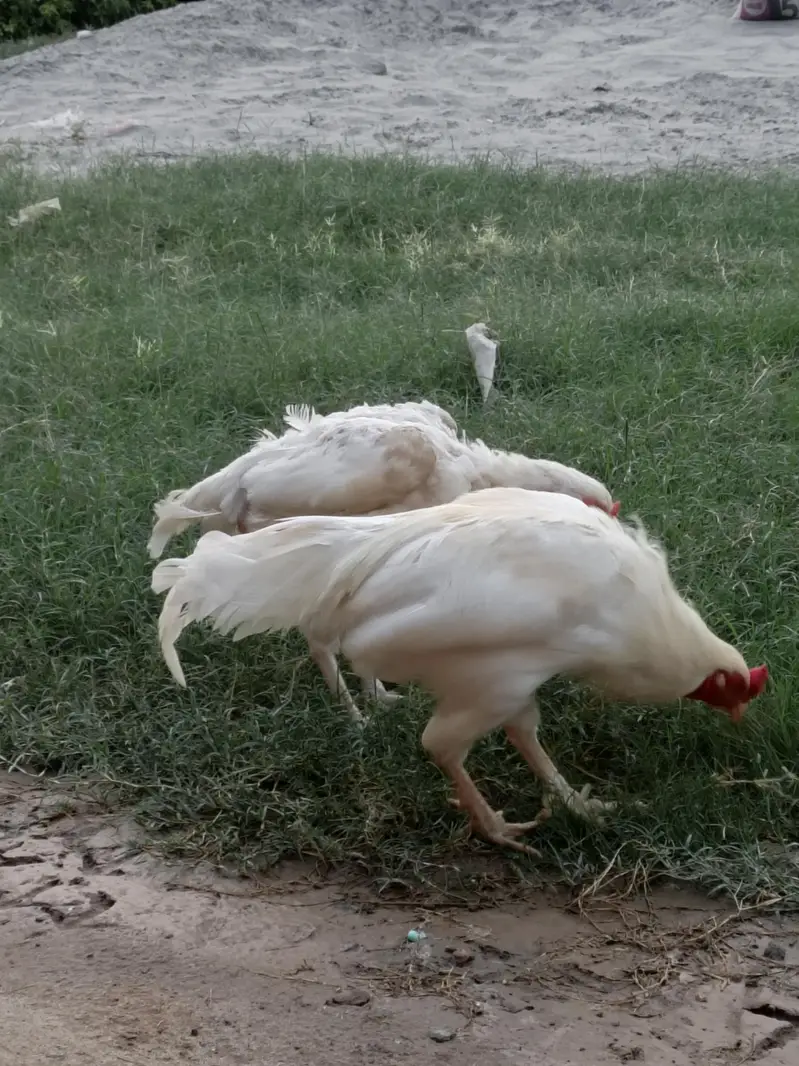 Heera pair for sale — photo 5
