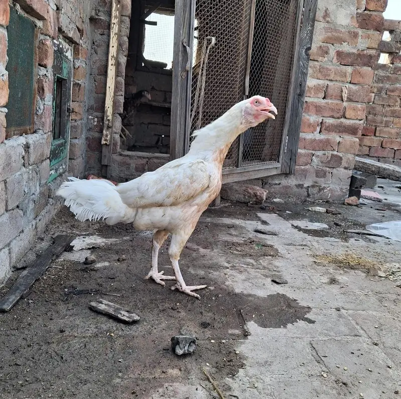 Heera Aseel Mianwali aseel — photo 2