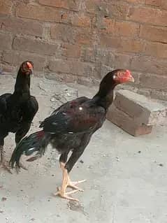 mianwali good breed female ha