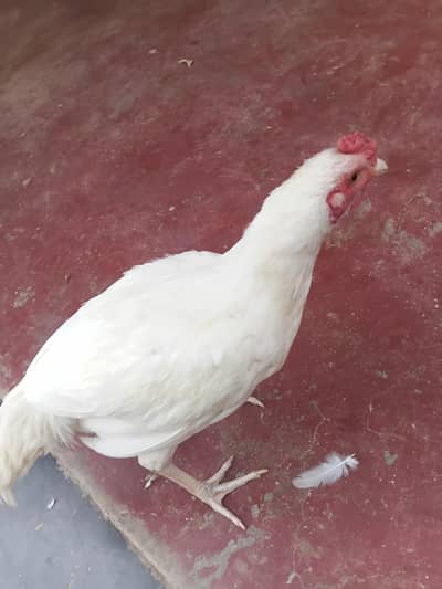 lena wala banda rabrata kara