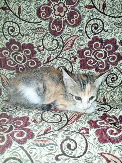 Local Home Grown Cat for Free in Multan