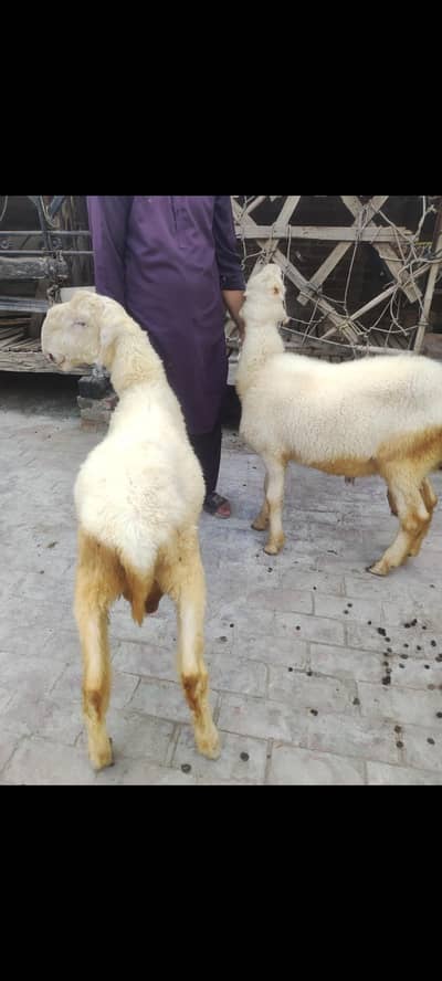 2mundry chatry/mundra chatra/chatra/kajla chatra/sheep/goats/Bakra/