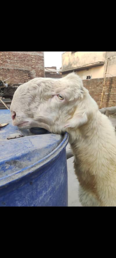mundry chatry/mundra chatra/chatra/kajla chatra/sheep/goats/Bakra/
