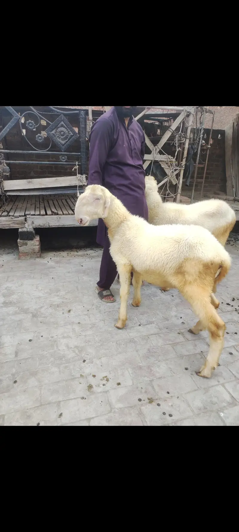 2mundry chatry/mundra chatra/chatra/kajla chatra/sheep/goats/Bakra/ — photo 3