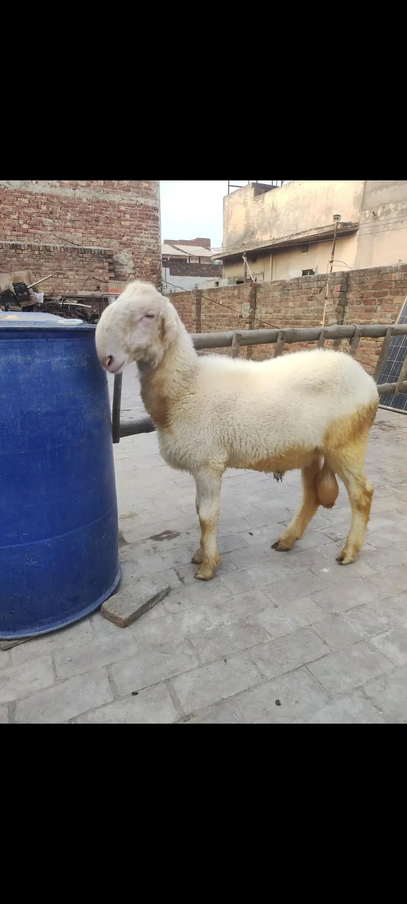 2mundry chatry/mundra chatra/chatra/kajla chatra/sheep/goats/Bakra/ — photo 4
