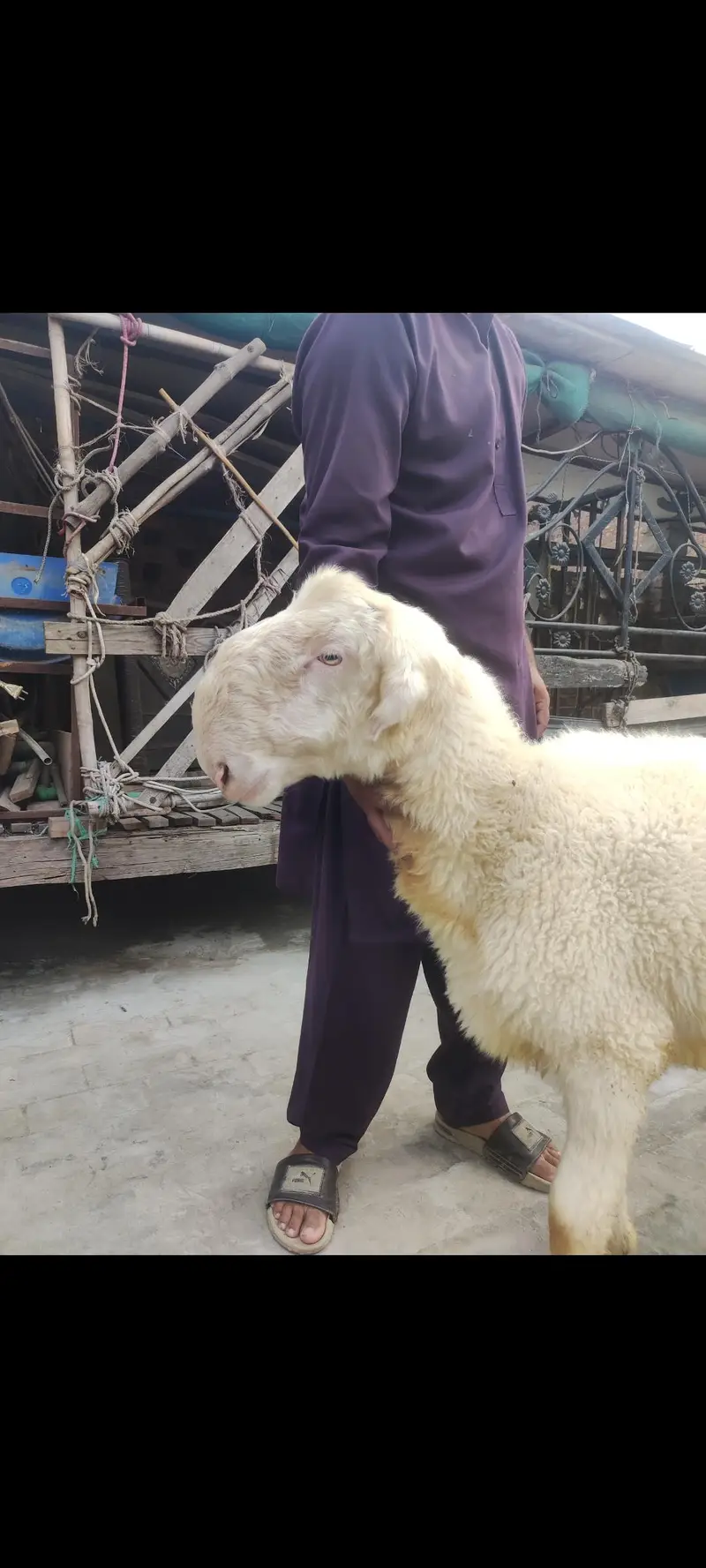 2mundry chatry/mundra chatra/chatra/kajla chatra/sheep/goats/Bakra/ — photo 5
