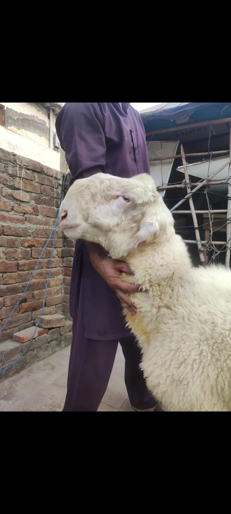 2mundry chatry/mundra chatra/chatra/kajla chatra/sheep/goats/Bakra/ — photo 6