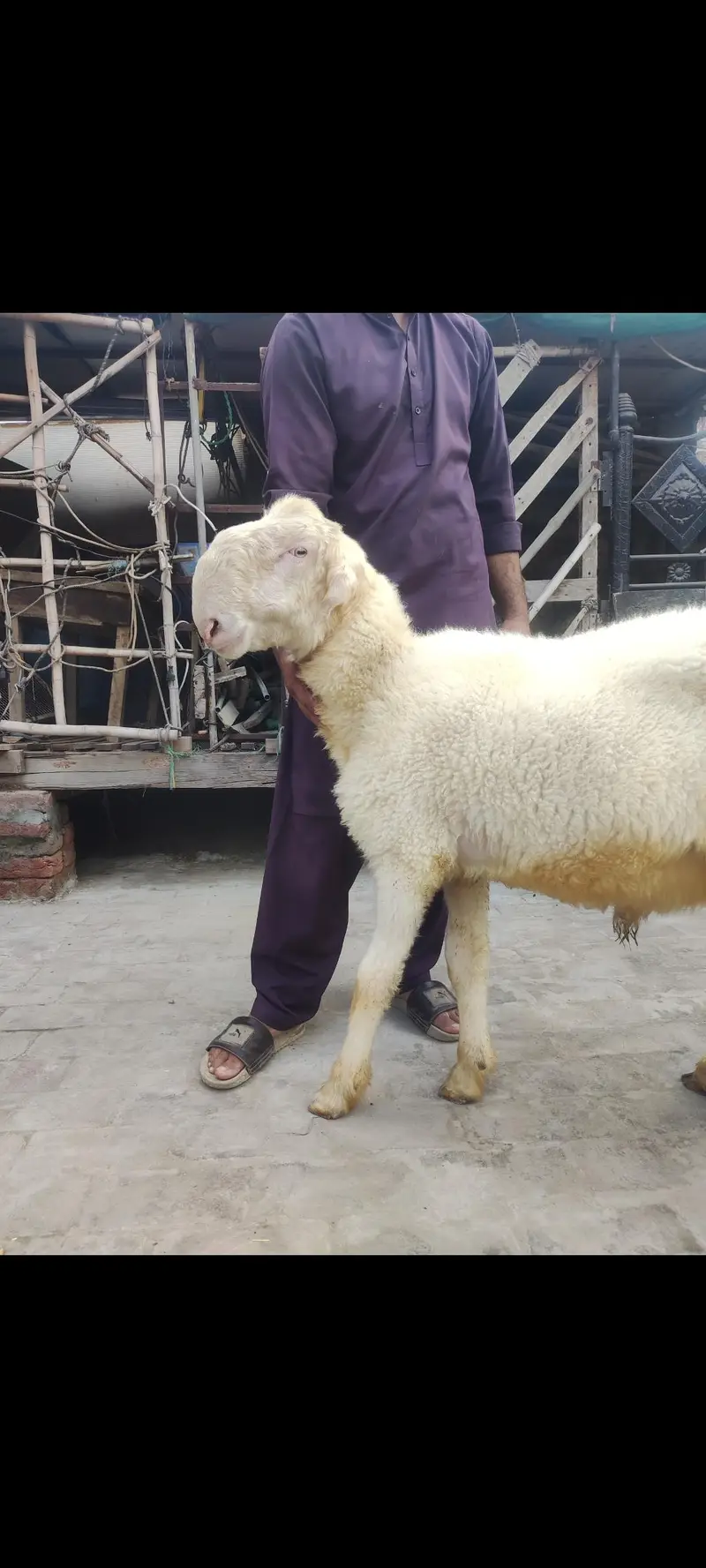 2mundry chatry/mundra chatra/chatra/kajla chatra/sheep/goats/Bakra/ — photo 7