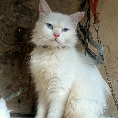 male cat for sale triple coated and healthy