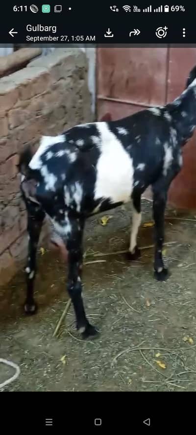 vip goat