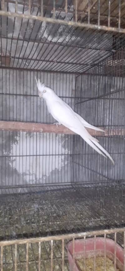 ino Cocktail . red eyes