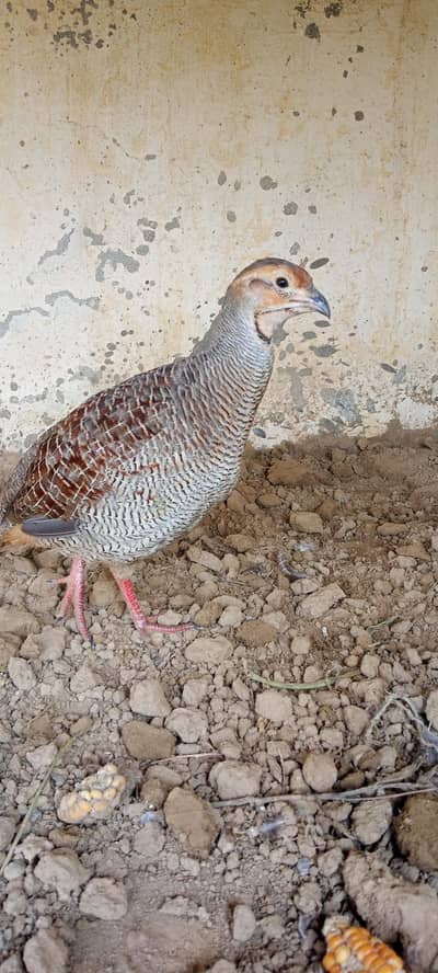 Sindhi dakhni teetar 310.1377178
