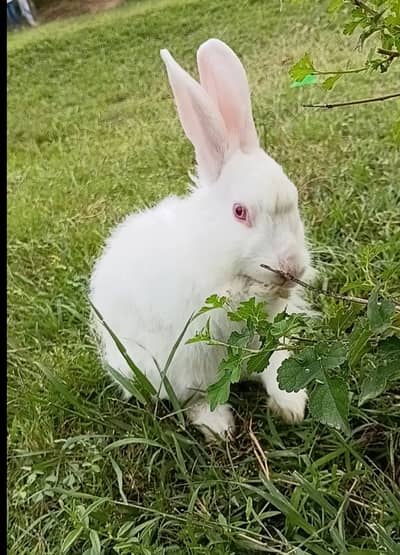 Pet Angora Rabbit 1 year male
