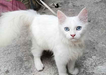 Persian cat, Male, Triple coat