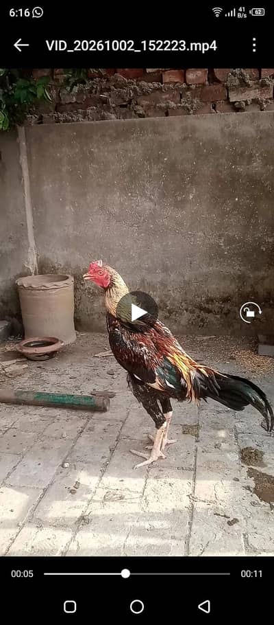 pure mianwali