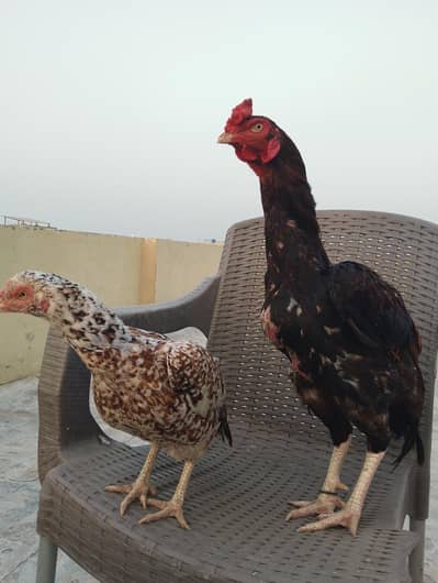 Aseel Mianwali