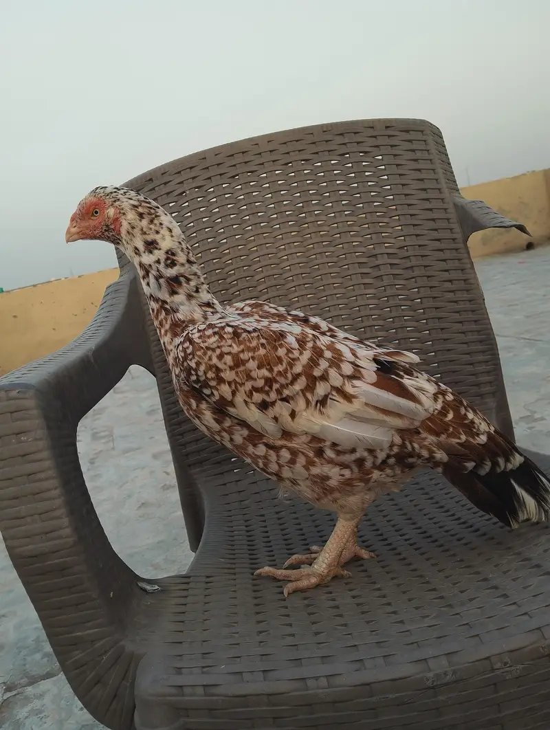 Aseel Mianwali — photo 3
